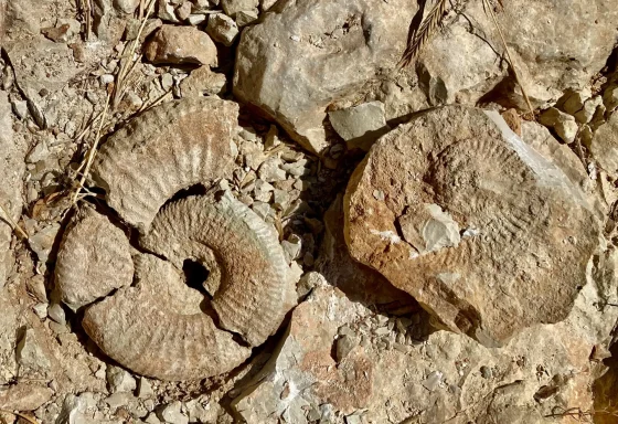 Oberjura-Fossilien bei Terriente in Spanien: Nahaufnahme fossiler Ammoniten und verwitterter Gesteinsblöcke in einer steinigen Fundstätte.