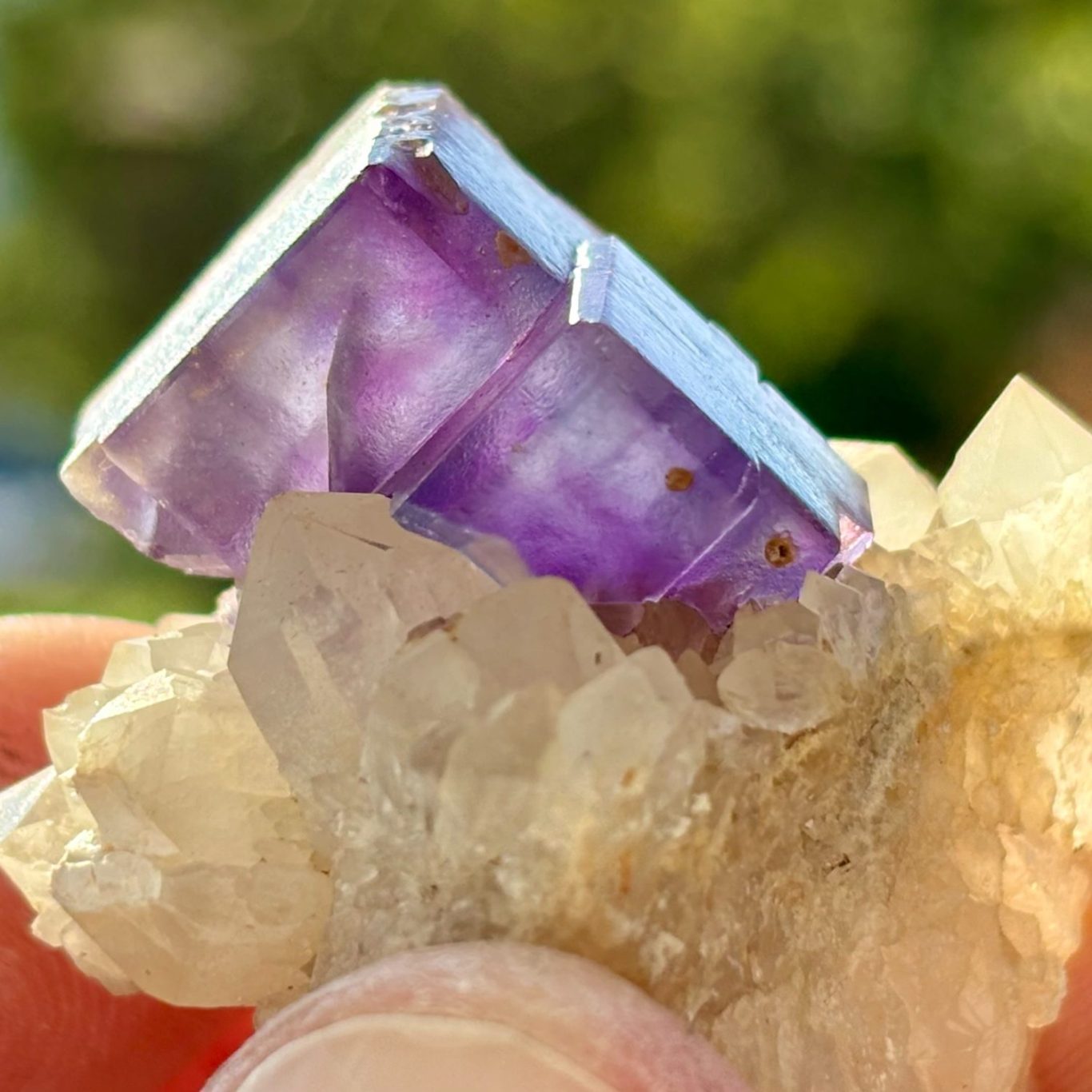 Violetter Fluoritkristall mit glänzenden, geometrischen Flächen auf einer hellen Quarzmatrix mit cremefarbenen Kristallen.