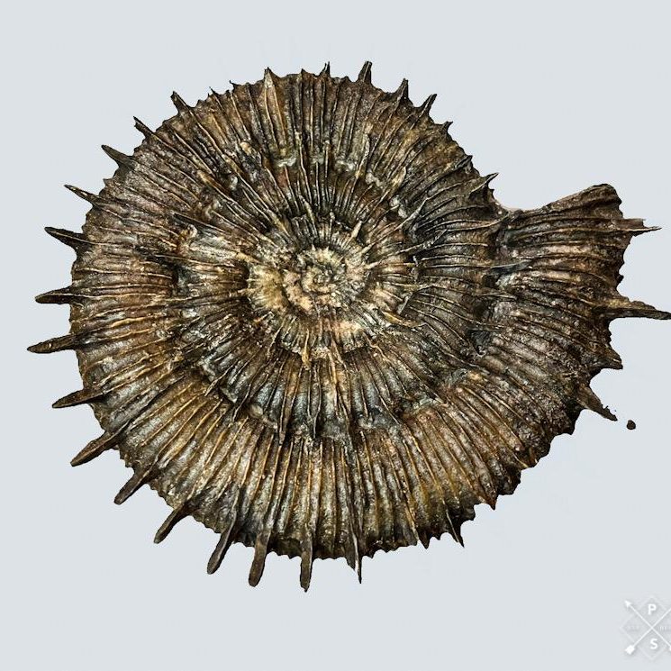 Fossiler Ammonit mit dunkelbrauner, spiralförmiger Schale, ausgeprägten Rippen und markanten Randstacheln vor hellem Hintergrund.